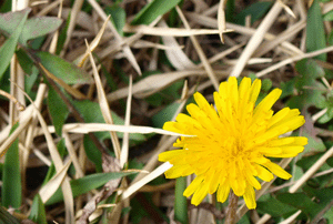 �ɲ� ���� ��Ǯ��2