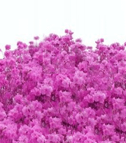 �ɲ� ���� ��Ǯ��1